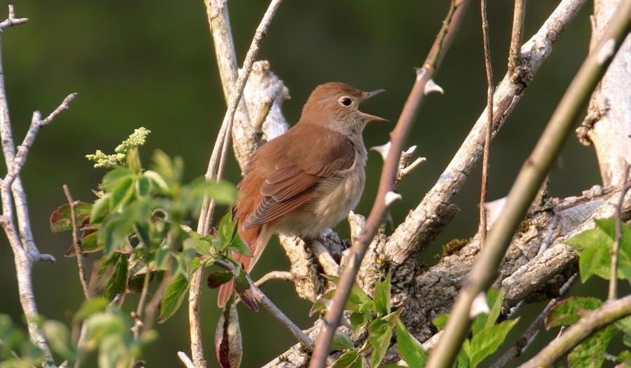 Late Night Opening: Nightingales at Fingringhoe Wick