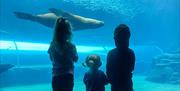 Three children looking at sea lions in an  underwater tunnel