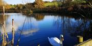 A swan on a pond at Salary Brook