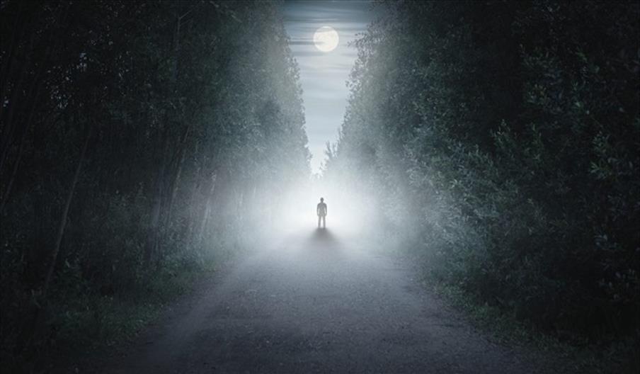 Trail of Terror - a lone figure on a foggy, tree-lined path