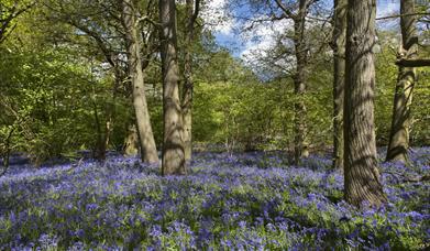 Bluebells at High Woods Country Park