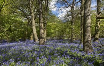 Bluebells at High Woods Country Park