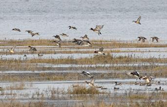 A flock of birds taking flight