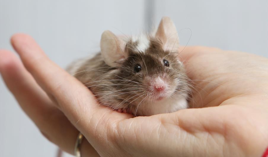 a tiny mouse sitting on a persons hand