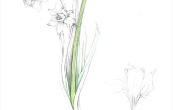 A drawing of a daffodil sprouting from the bulb.