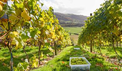 Grapevines at the vineyard