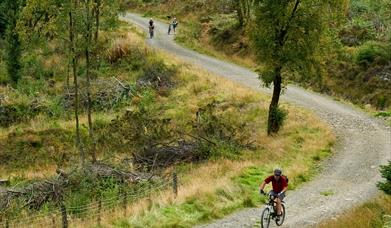 Mountain biker on forest road