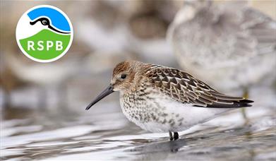 Holi am Adar Hir-goes yn RSPB Conwy