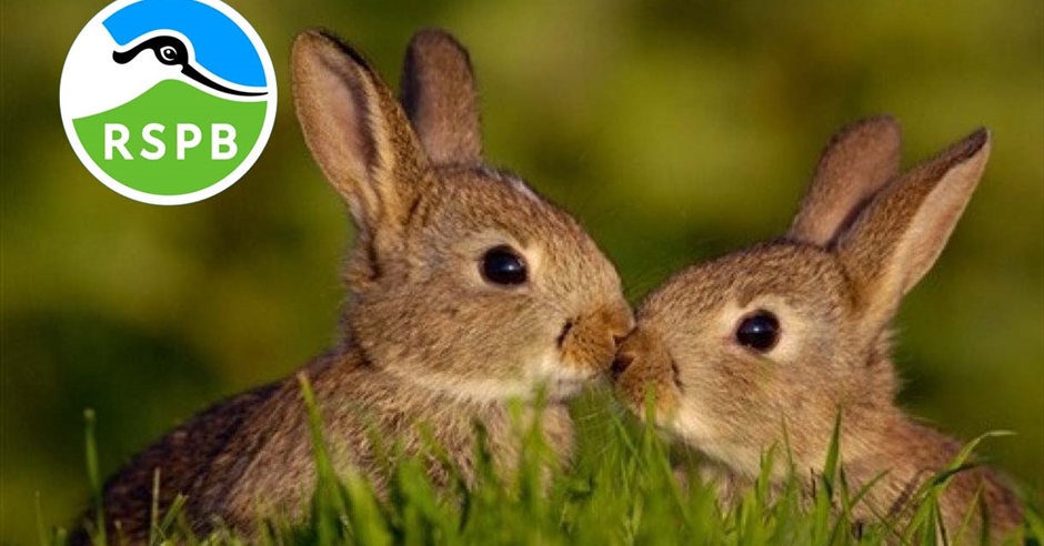 Easter Egg Hunt and crafts! (38 years) at RSPB Conwy Visit Conwy