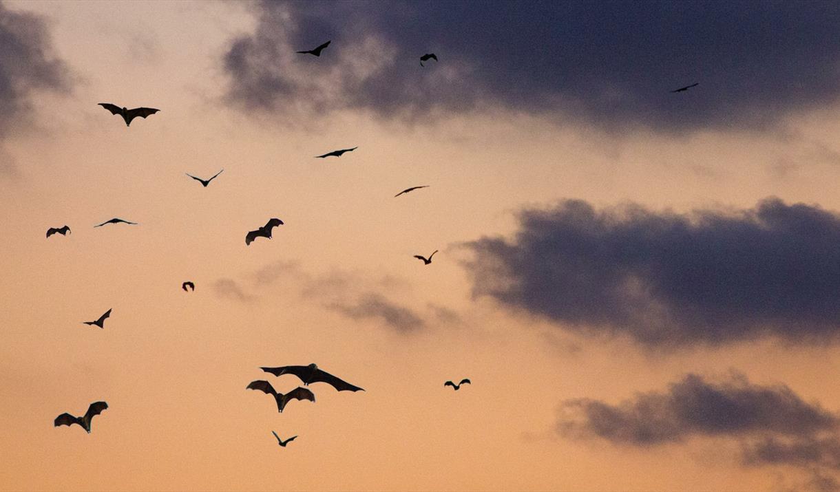 Group of bats flying at twilight hour