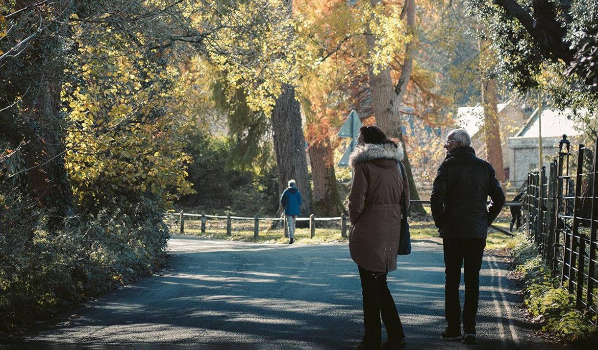 People walking in a park with trees