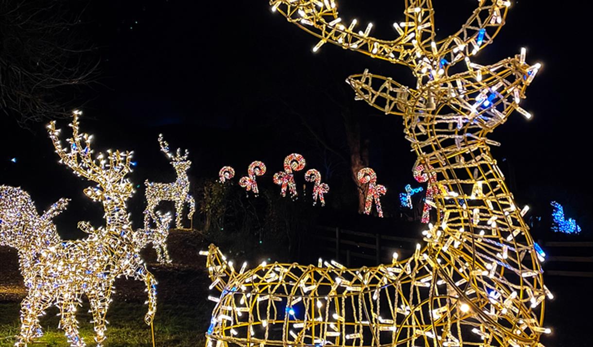 Winterfest Christmas Light Trail