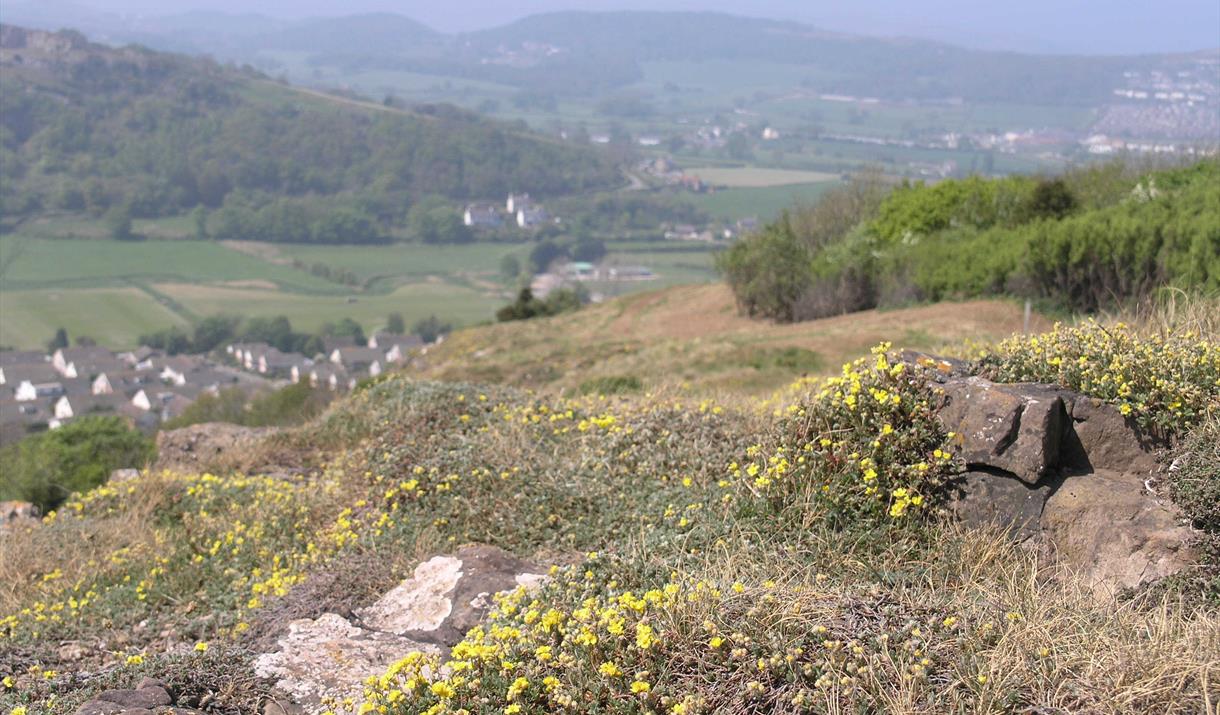 Bryn Euryn