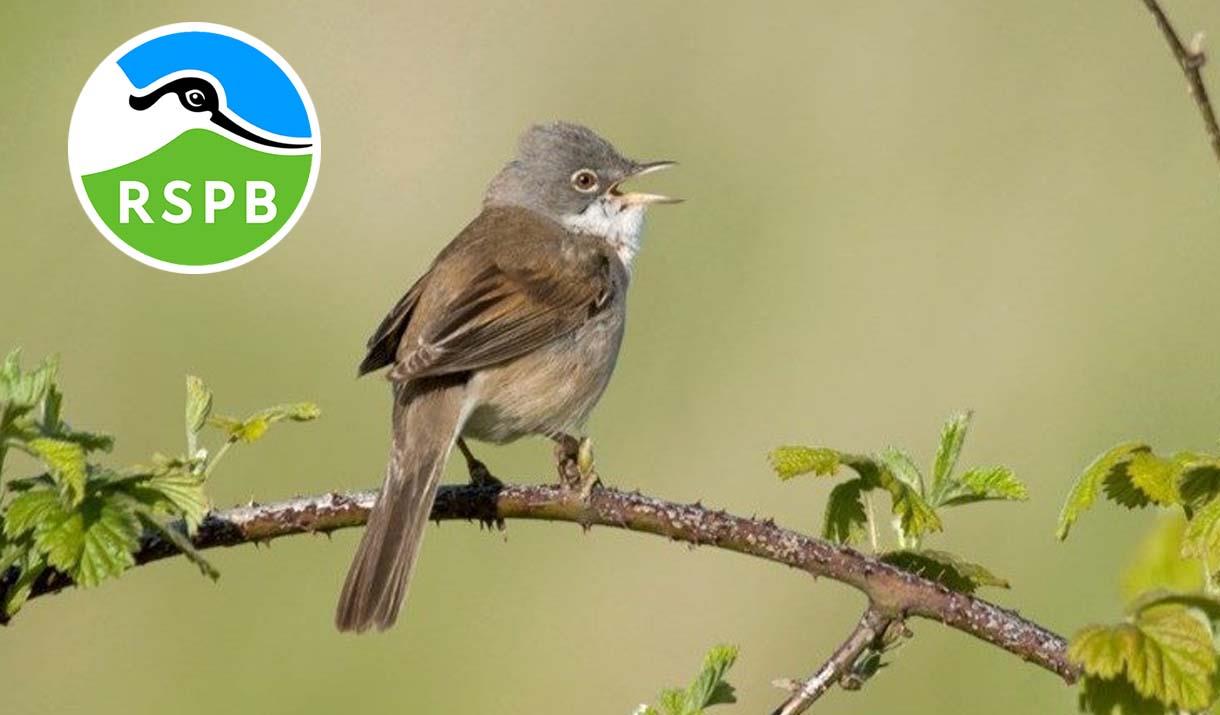 Taith Dywys Bywyd Gwyllt yn RSPB Conwy