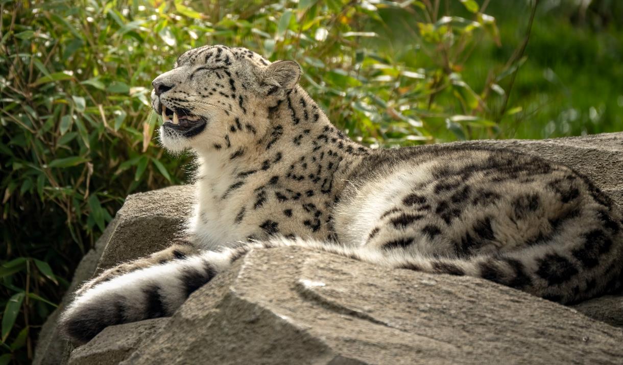 Welsh Mountain Zoo