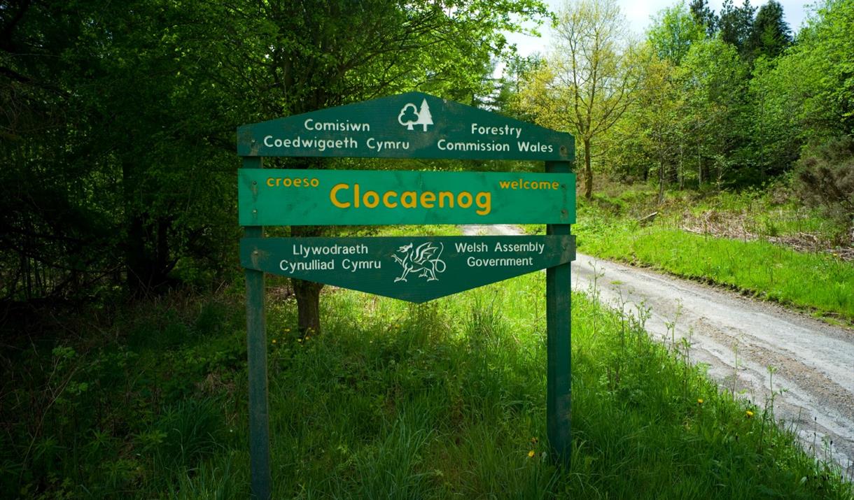 Clocaenog Forest