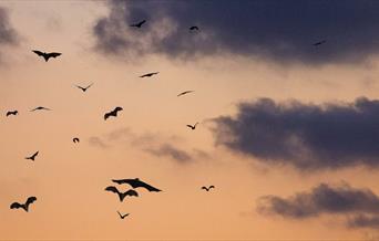 Group of bats flying at twilight hour