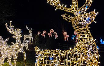 Winterfest Christmas Light Trail