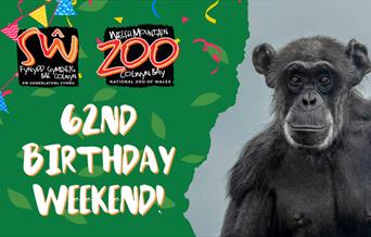 Welsh Mountain Zoo 62nd Birthday Weekend