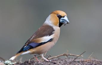 Llun o Hawfinch