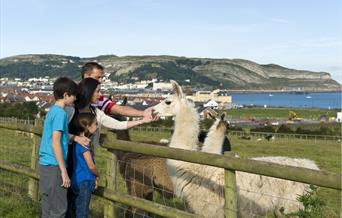 Family with llamas, Bodafon Farm