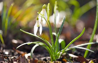 Snowdrop Planting at Bodnant Garden