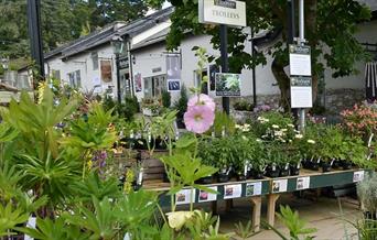 Bodnant Plant, Gift & Craft Centre