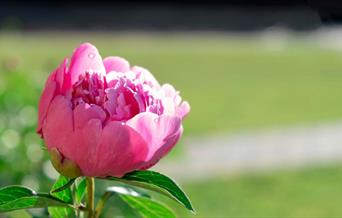 Garden Tour - 'Peonies' at Bodysgallen Hall & Spa