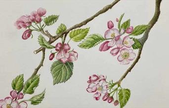 Watercolour Painting Day with Sheila Corner at Bodysgallen Hall & Spa