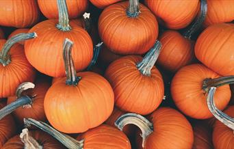 Pile of small orange pumpkins