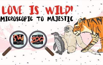 Love is Wild! - Microscopic to Majestic at the Welsh Mountain Zoo
