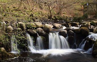 Gwarchodfa Natur Leol Nant y Coed