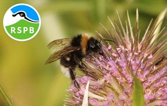 Dydd Mercher Gwyllt (5-8 oed) - Gwenyn Prysur yn RSPB Conwy