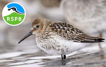 Taith Gerdded Adar Hir-goes RSPB Conwy