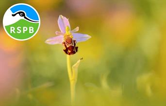 Wildflower Walk at RSPB Conwy