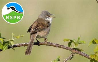 Taith Dywys Bywyd Gwyllt yn RSPB Conwy