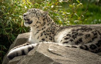 Welsh Mountain Zoo