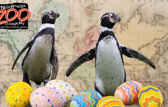 Welsh Mountain Zoo Presents The Great Penguin Eggs-capade