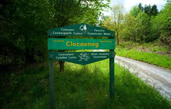 Clocaenog Forest