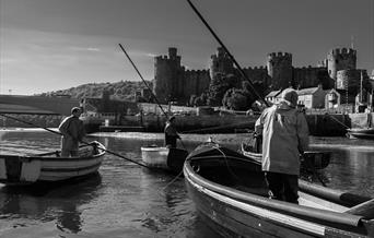 Mussel harvesting