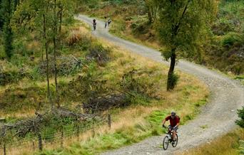 Mountain biker on forest road