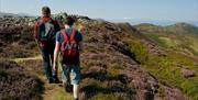 Walking towards the summit of Conwy Mountain, surrounded by heathland