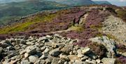 Walking through the ancient hillfort, Caer Seion, on Conwy Mountain