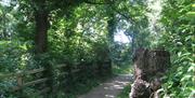 Woodland pathway at Fairy Glen