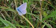 Lilac butterfly in the grass