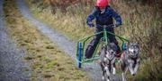 Huskies running with young boy on wheeled sledge