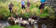 Llun o grŵp o hwsgi yn mwynhau dŵr yr afon