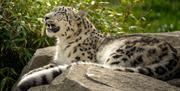 Welsh Mountain Zoo
