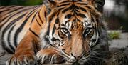 Welsh Mountain Zoo