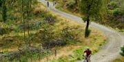 Mountain biker on forest road